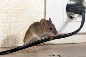 how to keep mice out of an rv cer