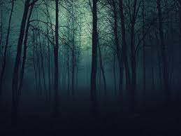 hd wallpaper dark forest forest