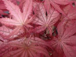 Amber ghost variegated grafted japanese maple with amber and pink leaves! Acer Palmatum Amber Ghost