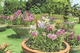 Feed your inner horticulturist at orchid & hibiscus garden and admire its collection of colorful blooms. Orchid Hibiscus Gardens 0609 Expatgo