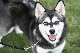 alaskan klee kai dog breed