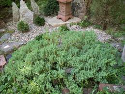The dwarf japanese garden juniper needs at least weekly watering, or more in extreme heat, preferably with regular water. Juniperus Procumbens Nana Dwarf Japanese Garden Juniper Conifer Trinomial American Conifer Society