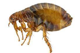 Fleas Quick Facts From Dks Pest Control