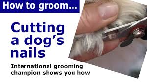 how to cut dog nails dog grooming