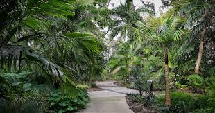 Right Palm Tree For Your Landscape