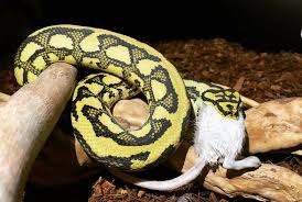 Best Substrate For Pythons What