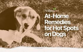 dog hot spot home remedy 9 easy