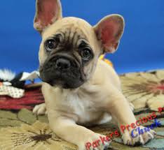 Maybe you would like to learn more about one of these? Beautiful Healthy Puppies For Sale Parkers Precious Puppies