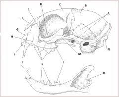 From mandibles and teeth to phalanges and spines, test your knowledge of bones in this quiz. Cat Skull Flashcards Cram Com