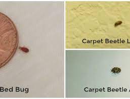carpet beetles on the climb thrasher