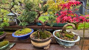 may in the bonsai garden you