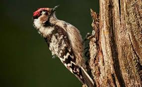 Try a different search or browse our categories The Woodpecker Variations New Forest Sounds