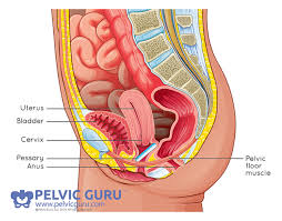 how i healed my pelvic organ prolapse