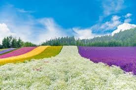 the flower fields of hokkaido an