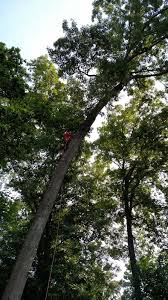 how tree services climb trees g v