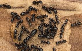 what to do about carpenter ants