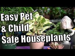 Pet Kid Safe Houseplants That Are