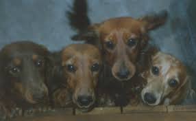Our dachshund puppies are sold and shipped to all 50 states. Teckelwood Teckelwood Farms Breeds Raises And Shows Dachshunds In All Their Glorious Forms Miniature Longhairs And Smooths And Standard Longhairs