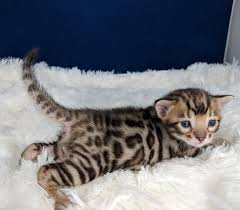 1,663 bengal cat products are offered for sale by suppliers on alibaba.com, of which stuffed & plush animal accounts for 1%, fireworks & firecrackers accounts for 1%, and resin crafts accounts for 1%. Home