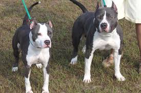 It makes a wonderful companion dog to the right kind of keeper. American Staffordshire Terrier Breed Information American Staffordshire Terrier Images American Staffordshire Terrier Dog Breed Info
