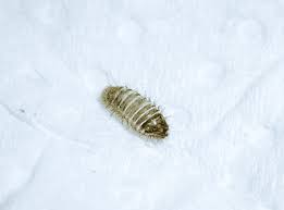 the problem with carpet beetle larvae