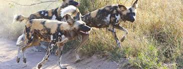 African Wild Dog Hesc