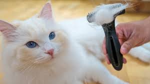 how to brush your cat s hair even if