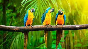 wallpaper macaw parrot tropics