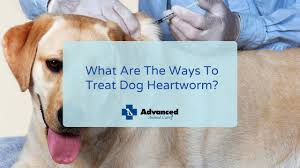 treat dog heartworm