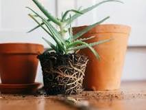 What do I do if my plant is rootbound?