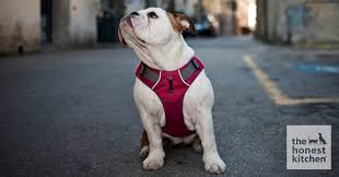 How To Fit A Dog Harness The Honest Kitchen Blog