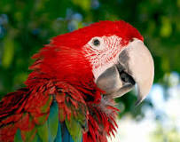 Image result for bite pressure of a greenwing macaw