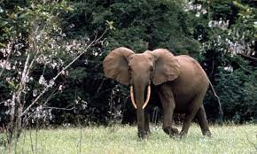 Forest Elephant Endangered gambar png