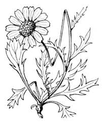 Leucanthemum coronopifolium Vill. subsp. coronopifolium - Portale ...
