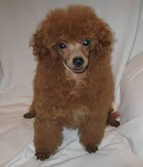 beautiful red toy poodle puppies for