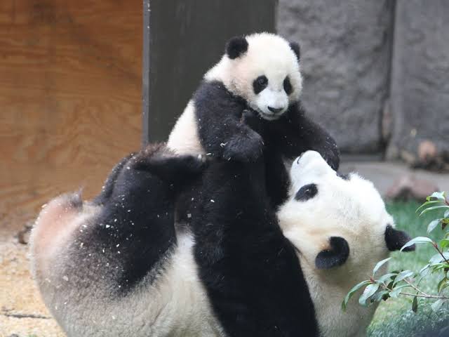 Image result for mom and baby panda"