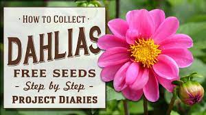 ☆ How to: Collect Dahlia Seeds (2 Tips, Works for ALL Flowers) - YouTube