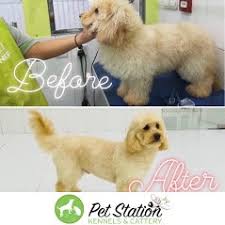 Are you looking for dogs grooming center, or get idea about dogs grooming? Pet Grooming Dubai Cat Parents Attention Please We Are By Pet Station Group Medium