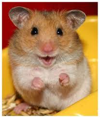On this page, we have listed 30 fun facts about hamsters that you will love. Hamsters Worksheet Free Online Easy Science Comprehension Hidden Words Printables