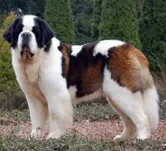 How Difficult Are Saint Bernards To Maintain Quora