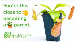 wellspring gardens plant nursery