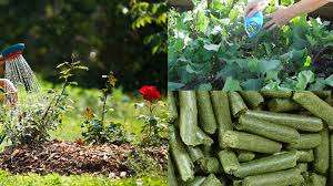 alfalfa pellets fertilizer used in your