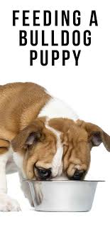 Brush their teeth, clean their ears and trim their nails on a regular basis. Feeding A Bulldog Puppy Our Complete Guide