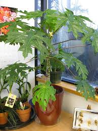 Papaya cannot be grown outdoors in the areas of cool climates. How To Grow Papaya Tree Care In Garden Pots