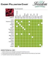 Cherry Pollination Chart Out In The Garden Vine Fruit
