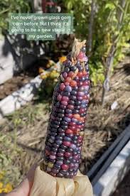 people are going mad for glass gem corn