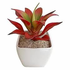 artifical red snake plant for
