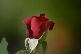 beautiful single red rose photos free