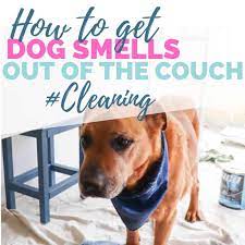 how to get dog smell out of couch