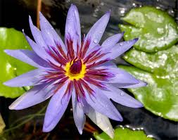 how to care for tropical waterlilies